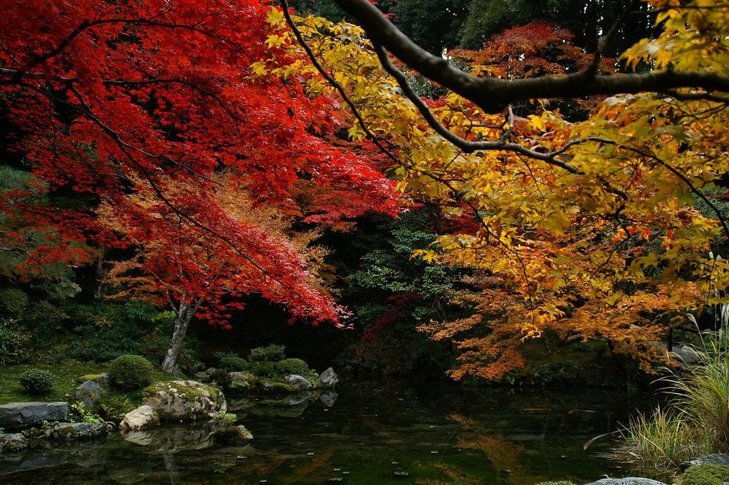 Nanzenji Temple's Autumn Colors, Kyoto. 