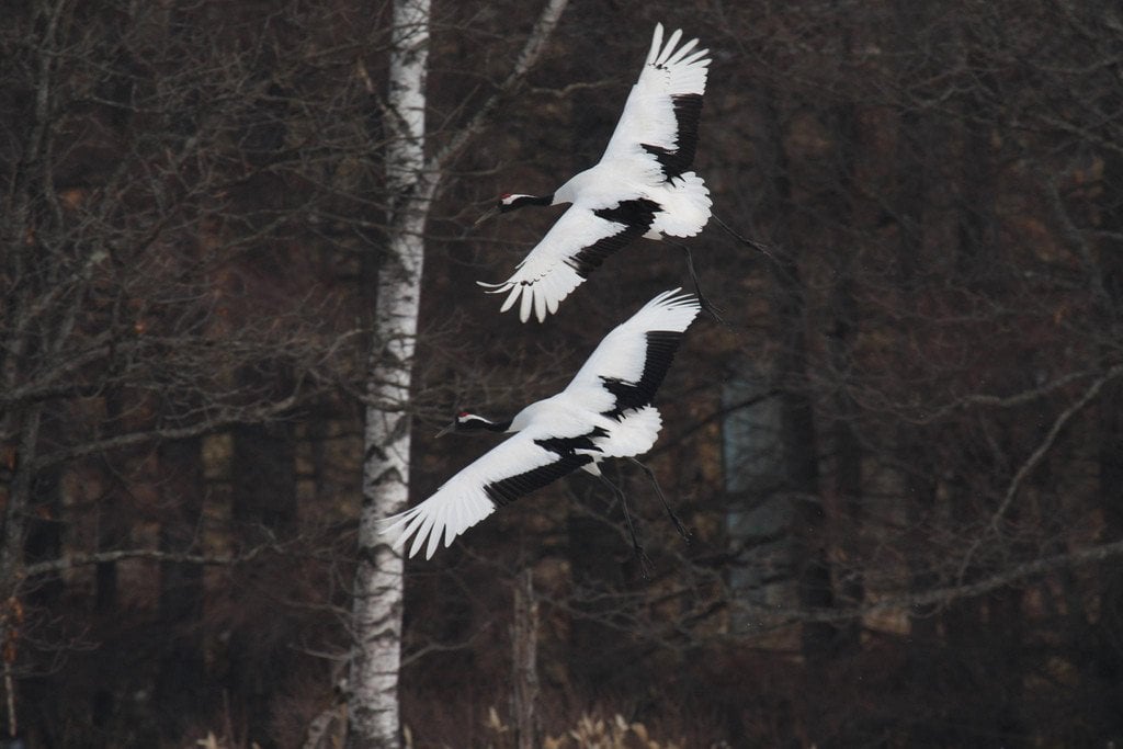 Red-crowned Crane in Japan