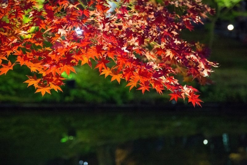 10 Best Places to See Autumn Leaves in Kyoto | Kyuhoshi
