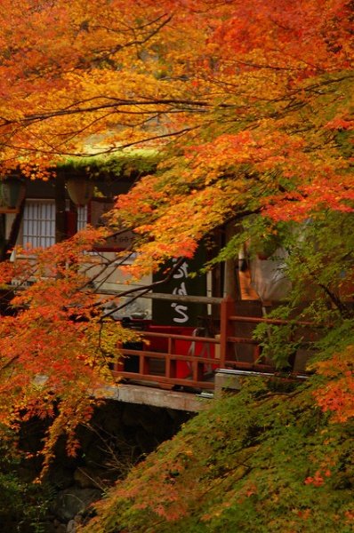 Autumn Leaves In Kyoto Visitors Guide 2022 Kyuhoshi