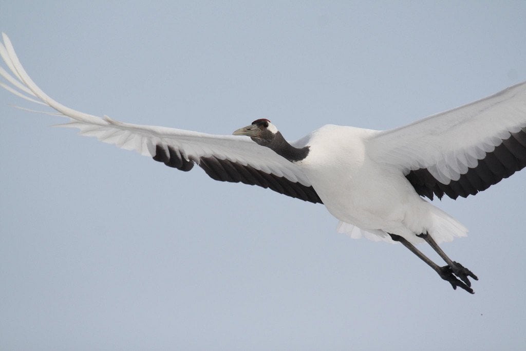 Red_Crowned_Crane_Hokkaido_Japan