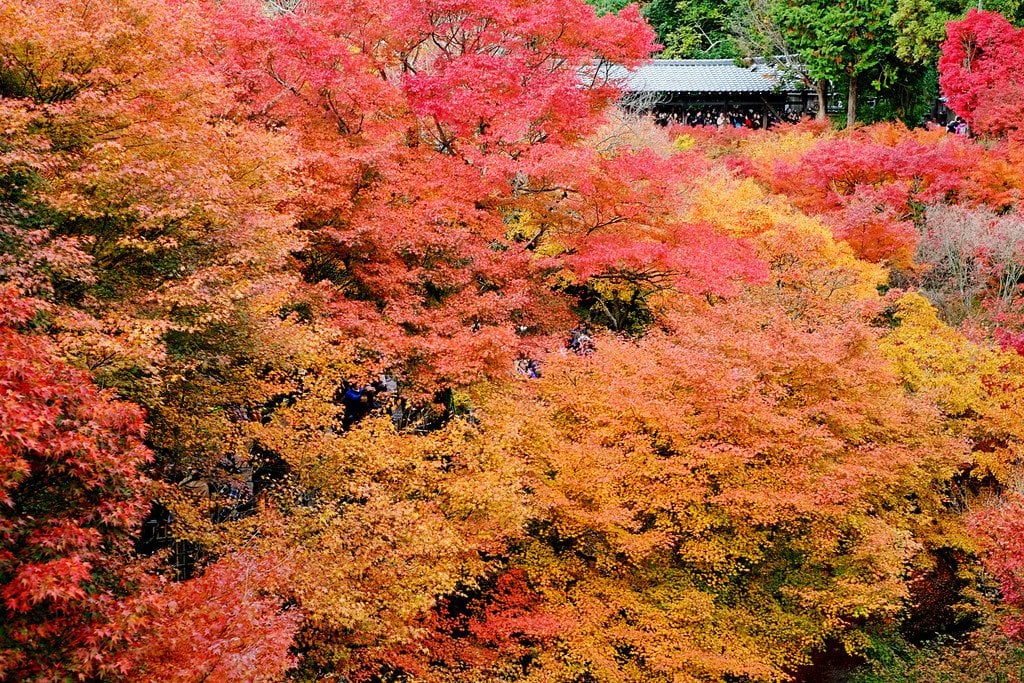 Tofukuji_Temple_Autumn_Leaves_Kyoto