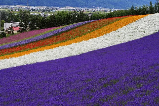 Farm Tomita in July - Rainbow Flower Garden, Furano
