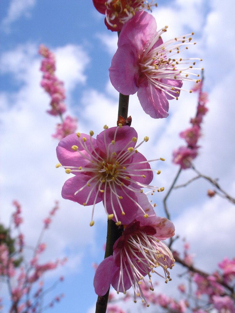 Plum Blossoms In Japan Ume Matsuri 2026 Kyuhoshi