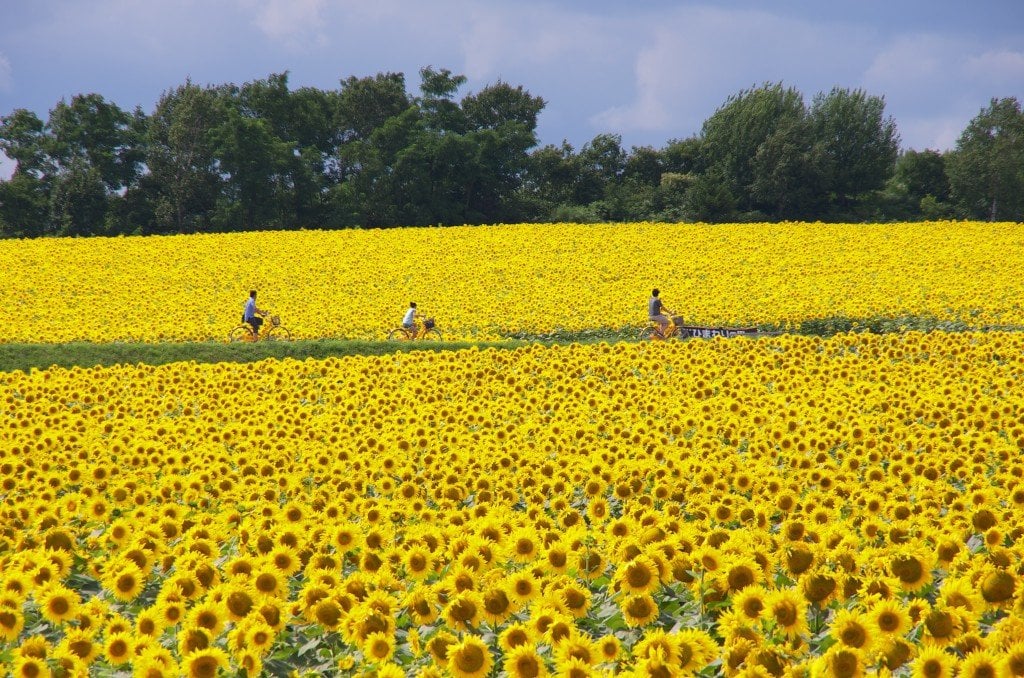 Hokuryu Sunflower, Hokkaido