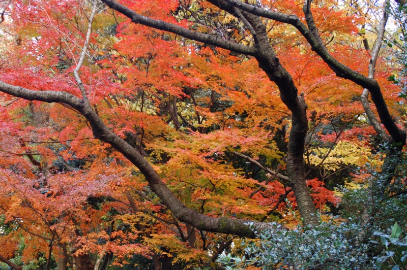 10 Best Places to See Autumn Leaves in Tokyo | Kyuhoshi