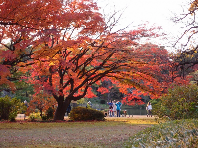 10 Best Places to See Autumn Leaves in Tokyo | Kyuhoshi