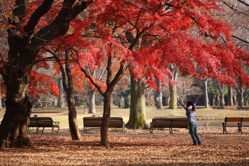 10 Best Places to See Autumn Leaves in Tokyo | Kyuhoshi