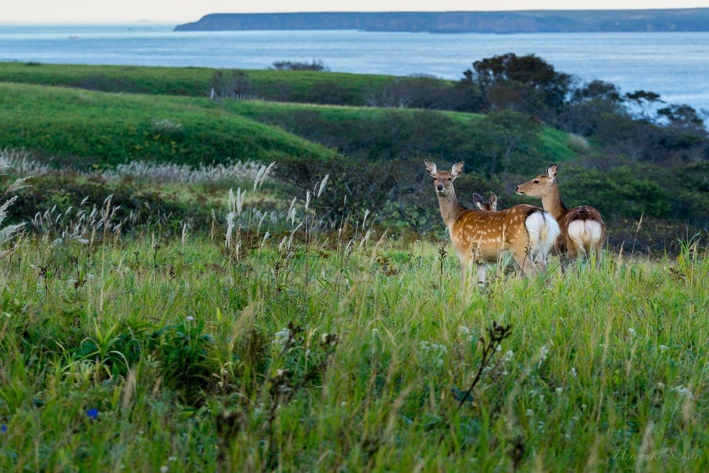 deer_at_cape_ochiishi_nemuro_hokkaido