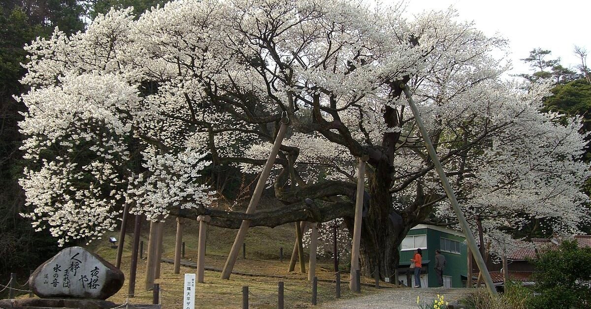 Sakari Tree 11 Famous Sakura (Cherry) Trees in Japan | Kyuhoshi