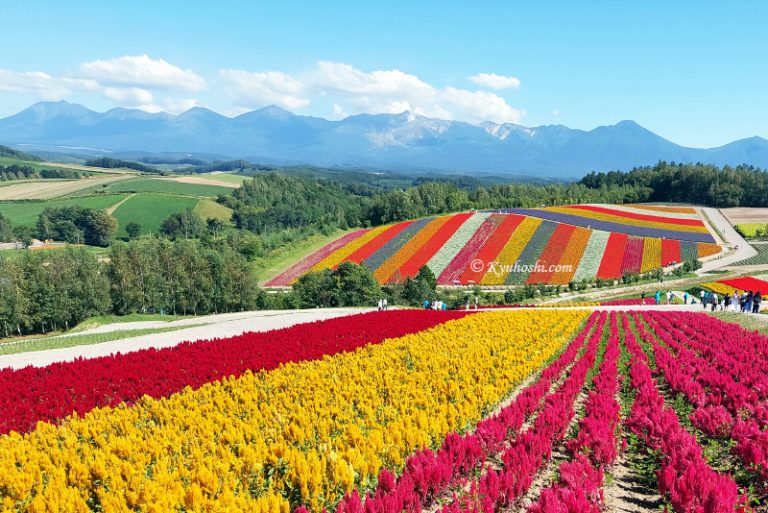 Shikisai No Oka In Biei Hokkaido Flower Season Kyuhoshi shikisai-no-oka-in-biei-hokkaido-flower-season-kyuhoshi