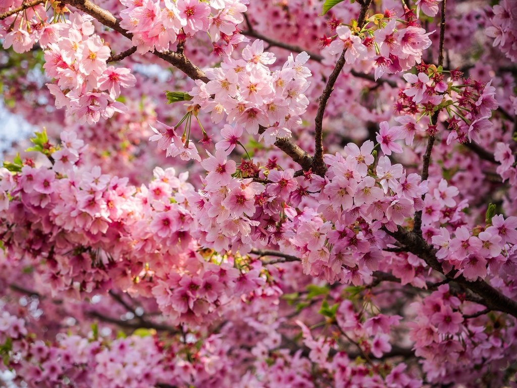 10 Popular Sakura (Cherry Blossom) Varieties in Japan | Kyuhoshi