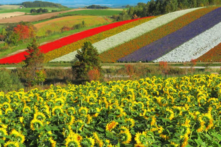 Shikisai No Oka In Biei Hokkaido Flower Season Kyuhoshi shikisai-no-oka-in-biei-hokkaido-flower-season-kyuhoshi