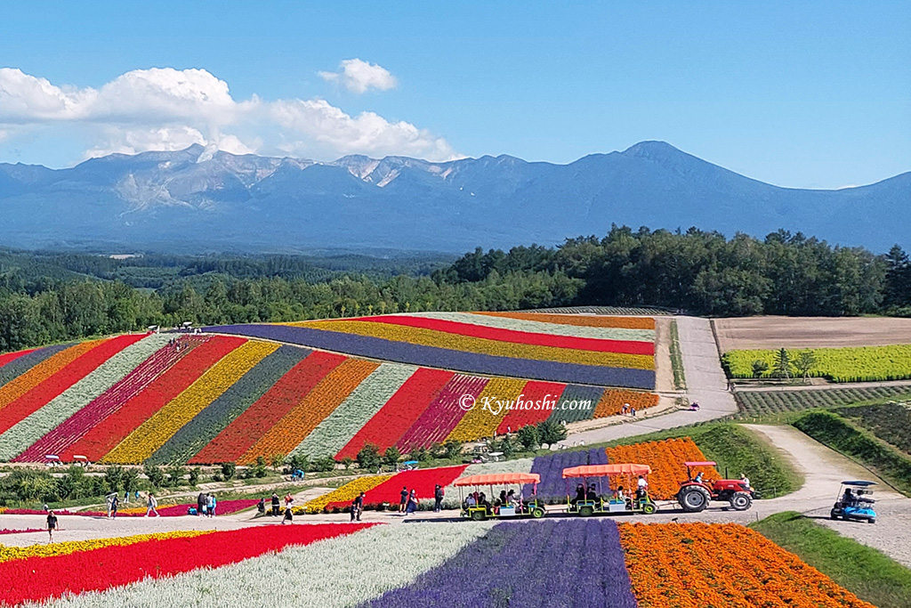 Shikisai No Oka In Biei Hokkaido Flower Season Kyuhoshi