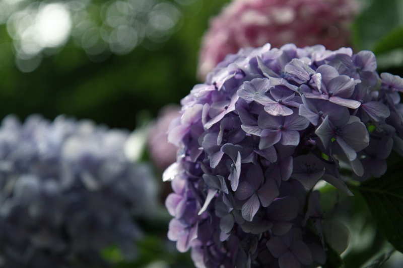 Hydrangea Season in Japan 2022 | Kyuhoshi