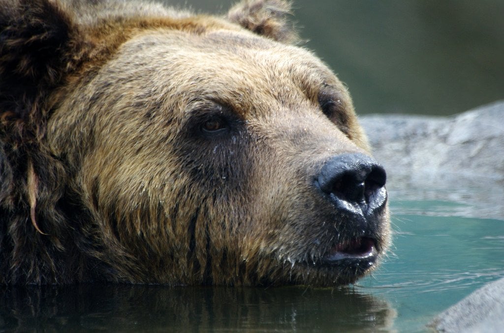 hokkaido_brown_bear_kushiro_zoo