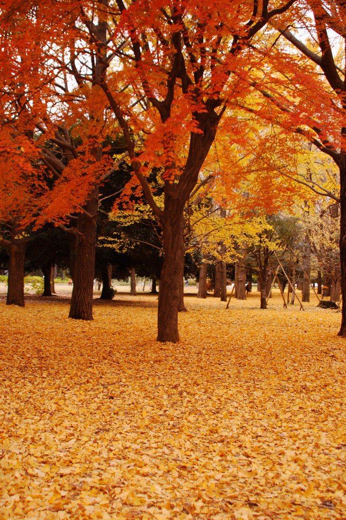 Autumn Leaves in Tokyo | Japan Koyo 2026 | Kyuhoshi