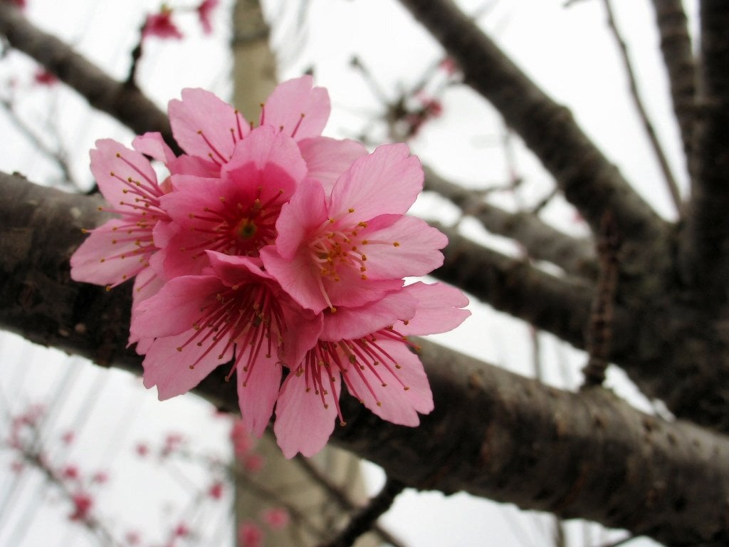 nago_cherry_blossom_okinawa_japan