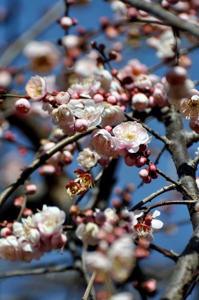 What to Do in Tokyo in Spring | Tokyo Travel | Kyuhoshi