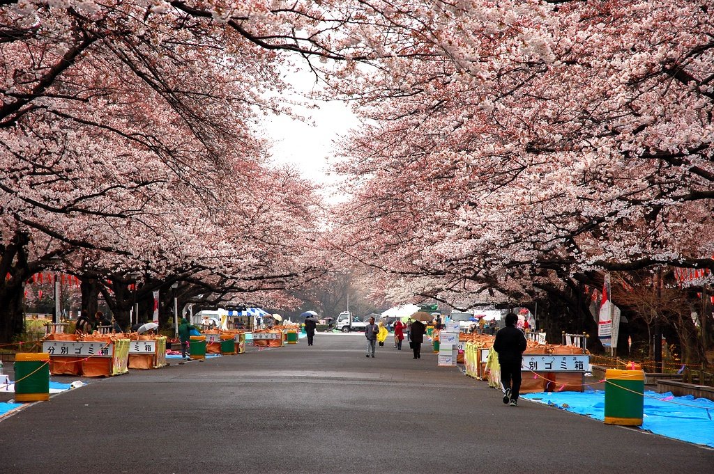 3 Days in Tokyo Spring Itinerary - Cherry Blossom | Kyuhoshi