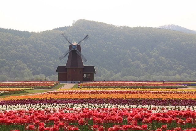 Kamiyubetsu Tulip Park in the Spring.
