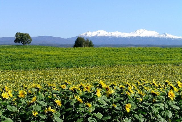 Summer landscape in Biei, Hokkaido