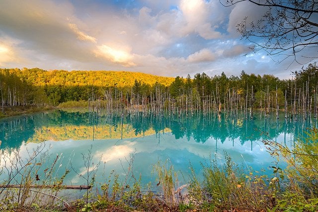 Blue Pond in Biei in Autumn