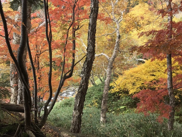 7 Days in Hokkaido Autumn Itinerary (MidOctober) Kyuhoshi