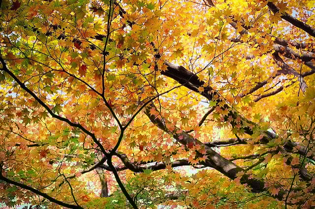 Hokkaido Autumn Leaves, Japan