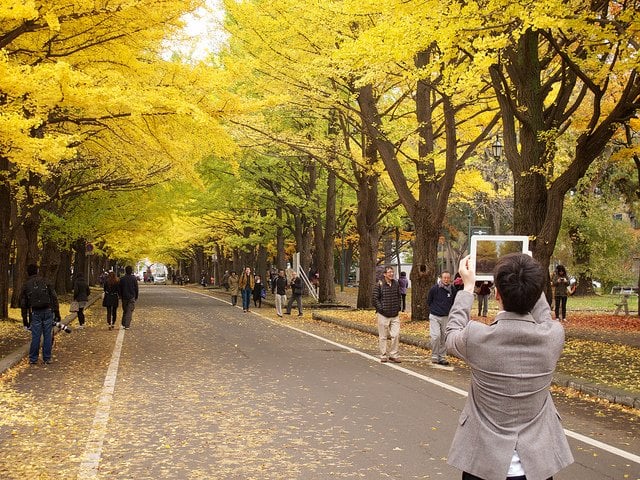Hokkaido University's Gingko Avenue, Sapporo
