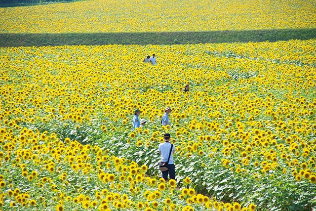 Hokuryu sunflower field in Hokkaido in Summer