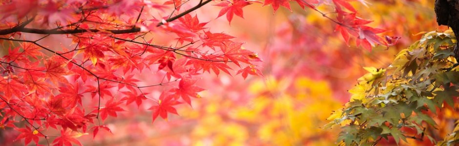 2021 Japan Autumn Foliage Forecast | Kyuhoshi