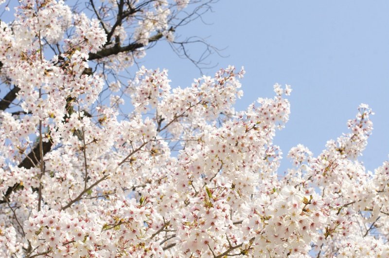 10 Best Places to see Cherry Blossom in Japan | Kyuhoshi