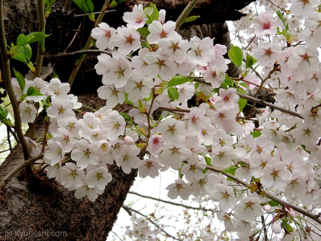 Tokyo, Japan. 24th Mar, 2022. The traditional Japanese Cherry blossom  season in Tokyo is set to start on March 28, 2022. Some Sakura trees  started to bloom already, like here in Naka