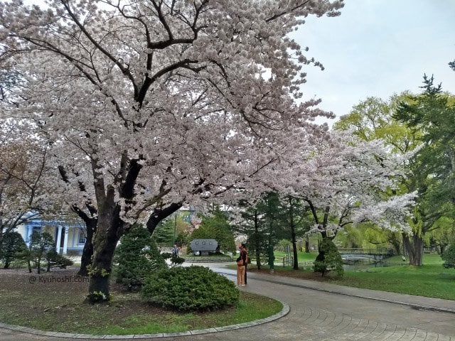 Nakajima Park's Cherry Blossoms in Spring, Sapporo