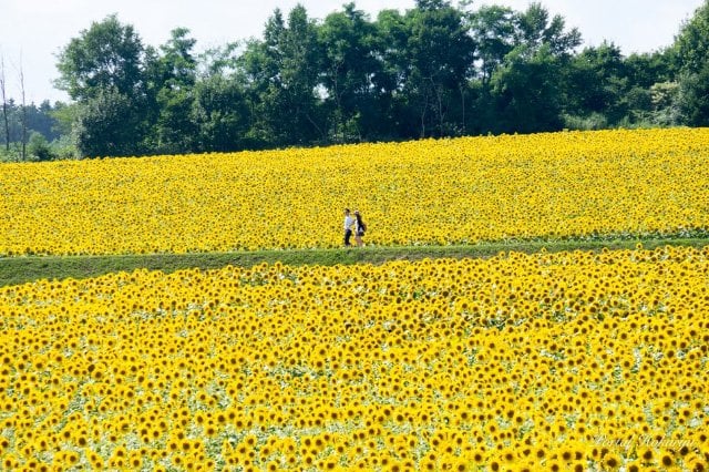 Hokuryu Sunflowers, Hokkaido in Summer