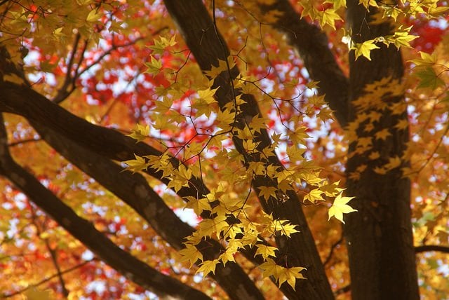 Autumn leaves at Maruyama Park, Sapporo