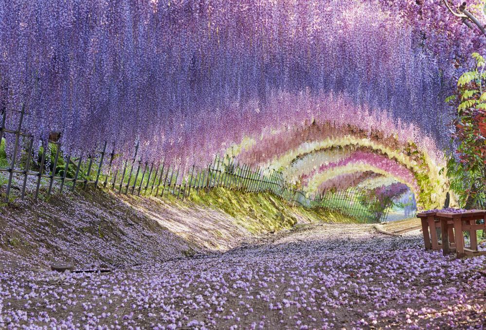 8 Stunning Places To See Wisteria In Japan Kyuhoshi