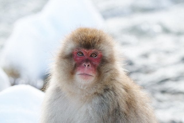 japan best places to visit in winter