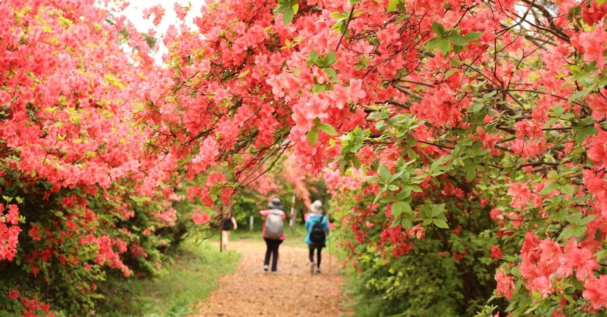 10 Best Places to See Azaleas in Japan | Kyuhoshi