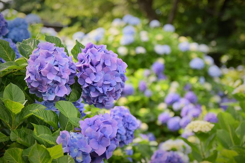 Hydrangea in Tokyo, Japan