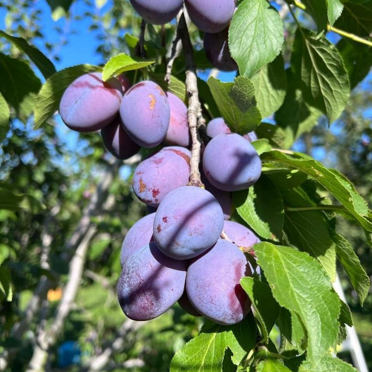 Fruit Picking in Hokkaido Where to go? Kyuhoshi