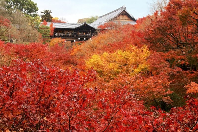 Kyoto Autumn Foliage - Japan in November
