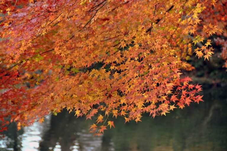 7 Day In Tokyo Autumn Itinerary Nov Dec Kyuhoshi 7-day-in-tokyo-autumn-itinerary-nov-dec-kyuhoshi