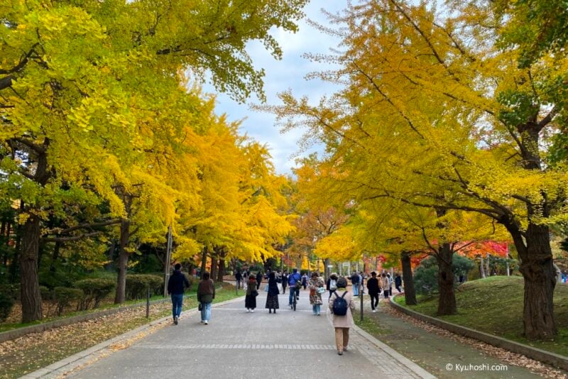 Autumn foliage in Sapporo, Japan