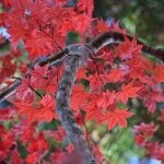 Autumn in Hokkaido