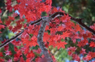 Autumn in Hokkaido