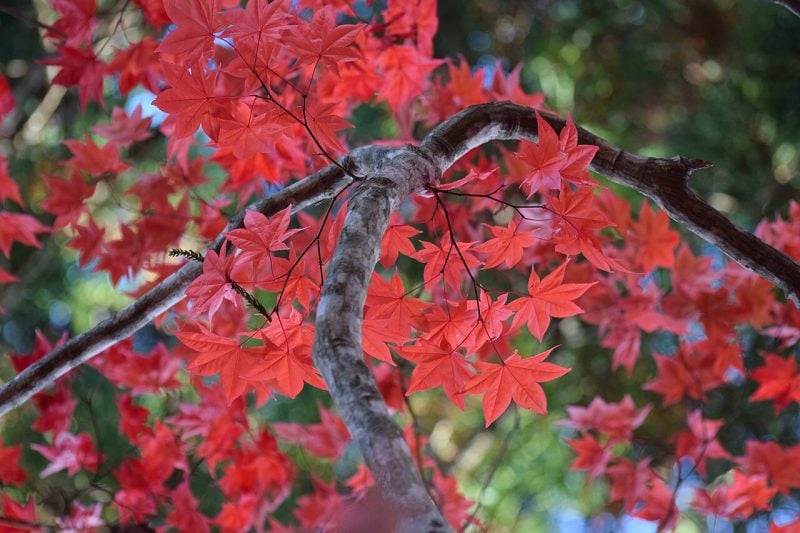 Autumn in Hokkaido
