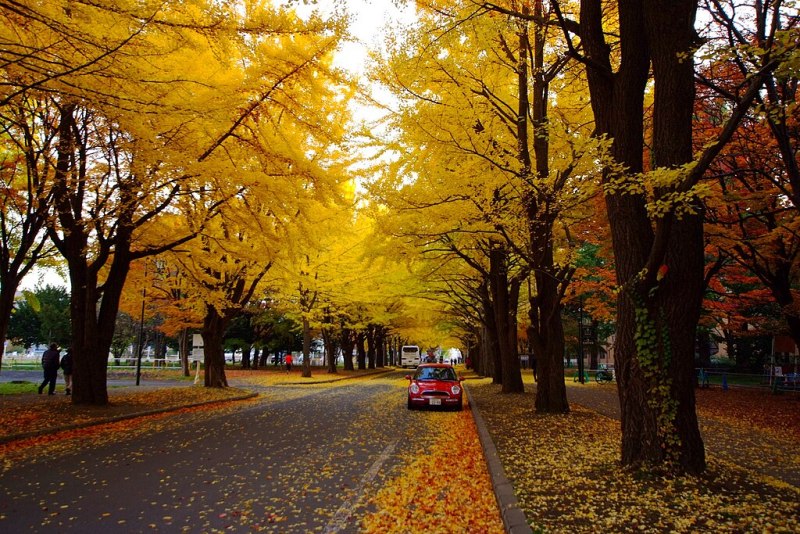 Hokkaido University Ginkgo Avenue in Autumn