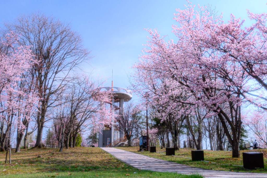 Cherry blossoms at Ikoigamori Park in Biei